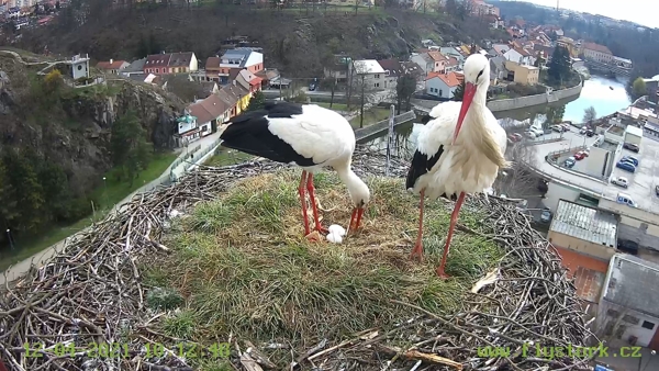 Nad prodajňou je rodinka bocianov